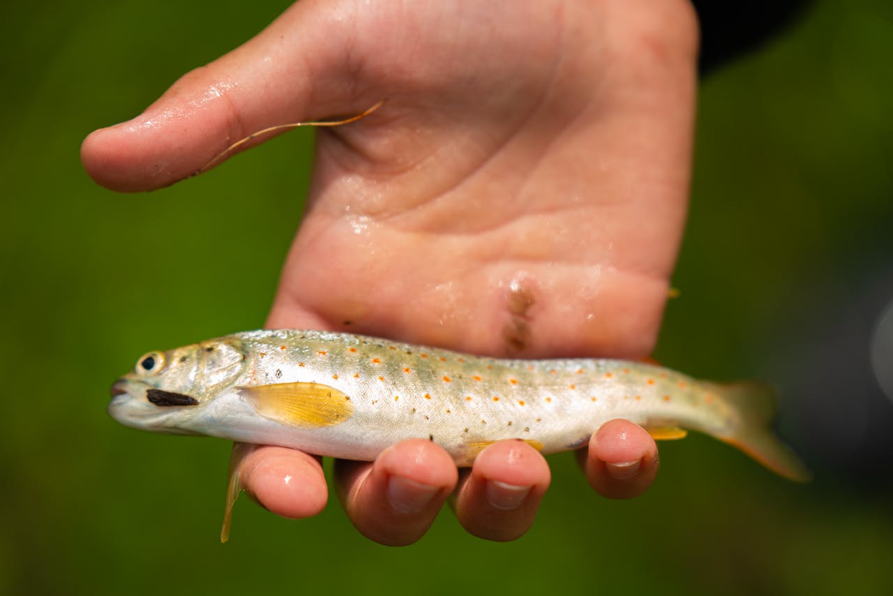 A detailed close-up image of a small trout fish gently held by a person's hand.
