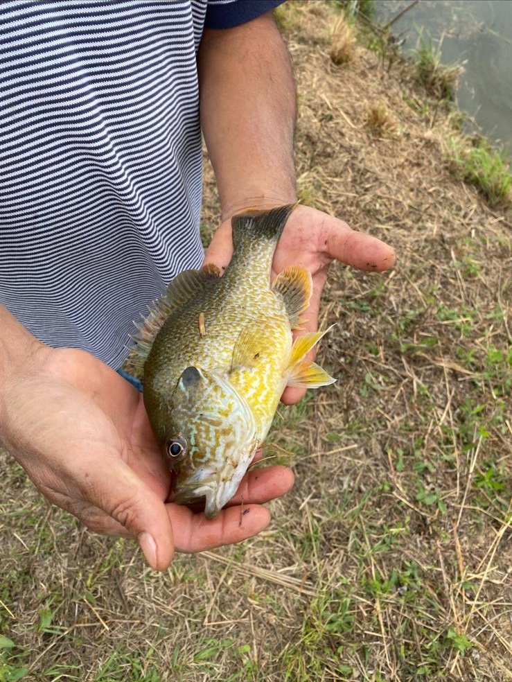 ga giand bream fish available