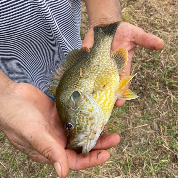 gg hybrid bream fish pond stocking