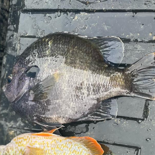 bluegill fish pond stocking