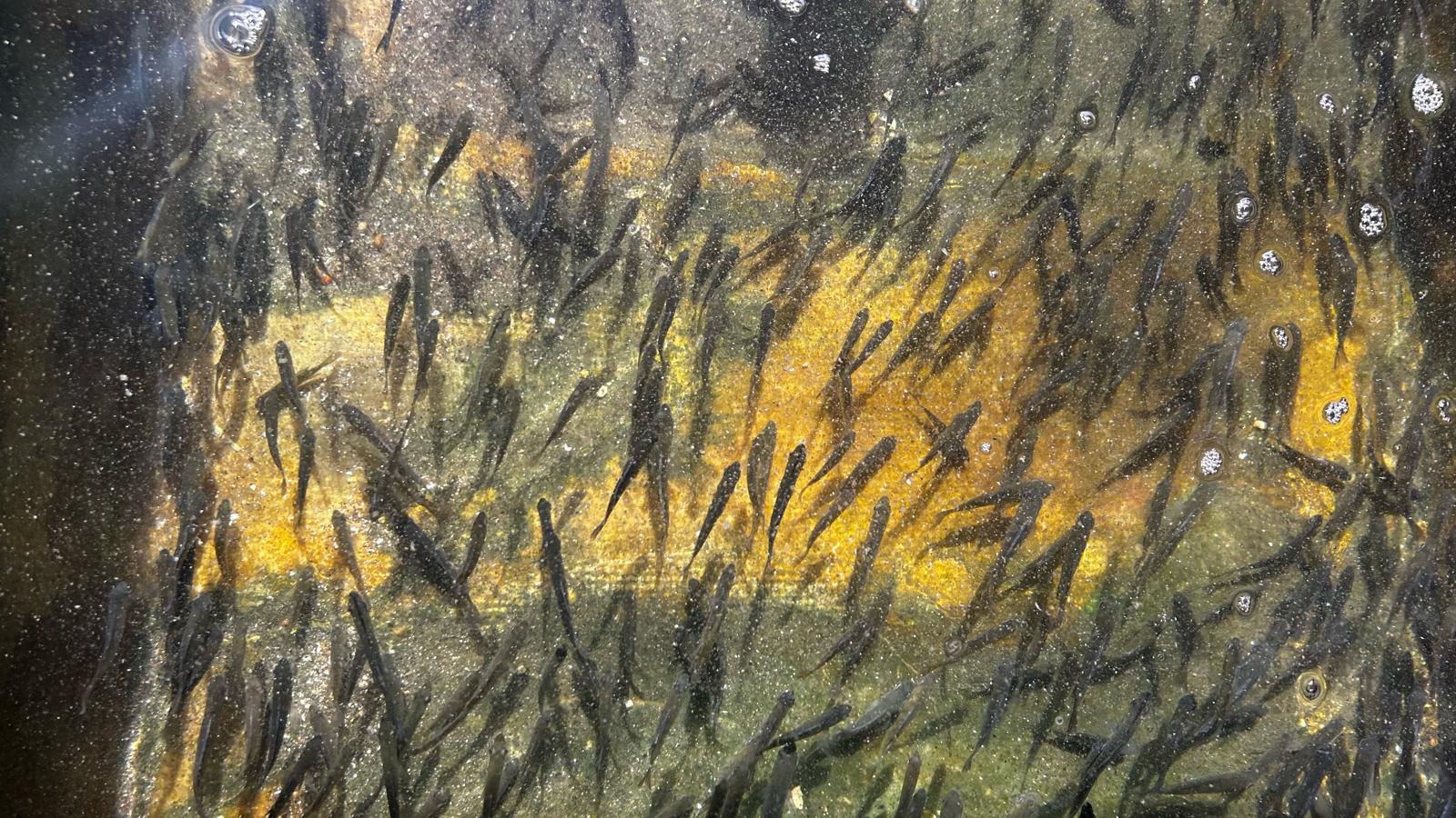 Bluegill sunfish used for pond stocking in the Southeastern United States