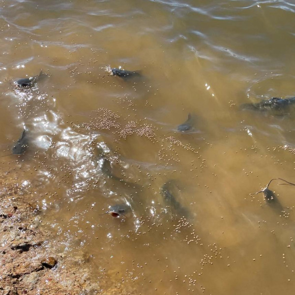 catfish fish pond stocking