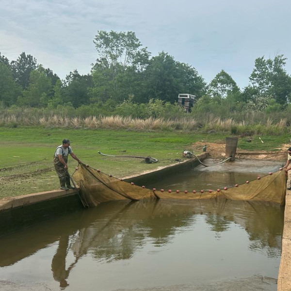 cleaning inspection pond stocking