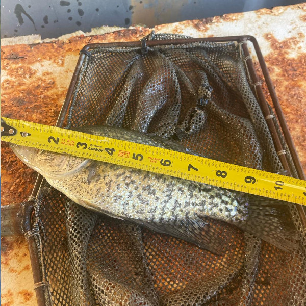 crappie fish pond stocking