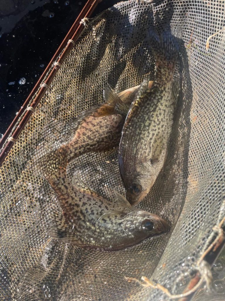 Crappie freshwater fish used for pond stocking