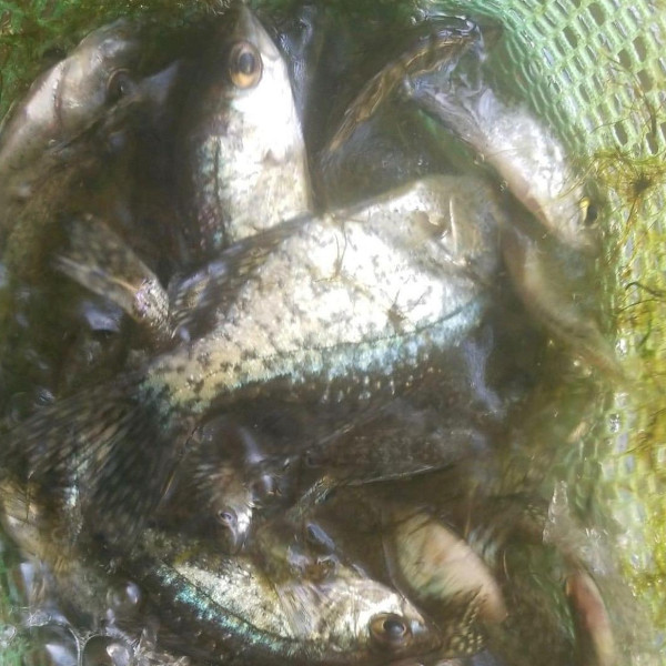 fathead minnows fish pond stocking