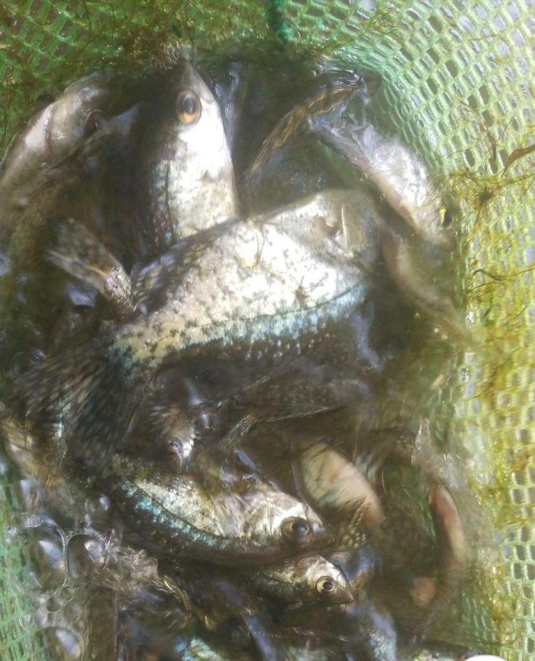 Fathead minnows forage fish used for pond stocking