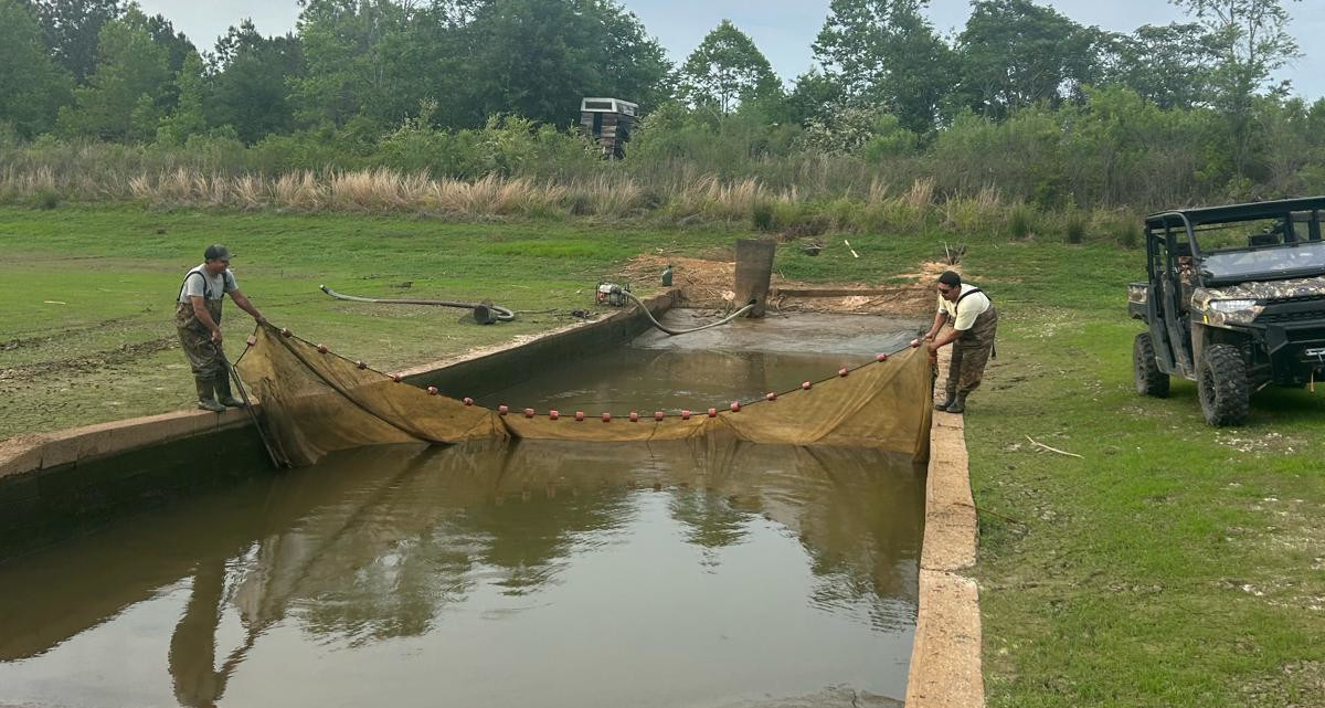 Workers harvesting fish from a pond using a seine net for pond stocking operations.