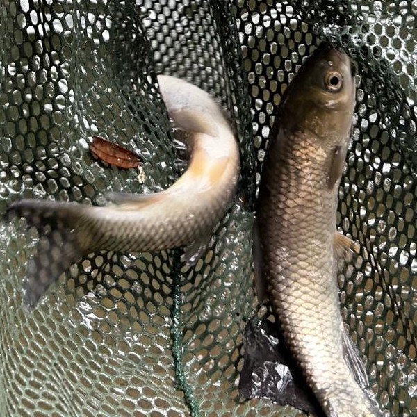 grass carp fish pond stocking