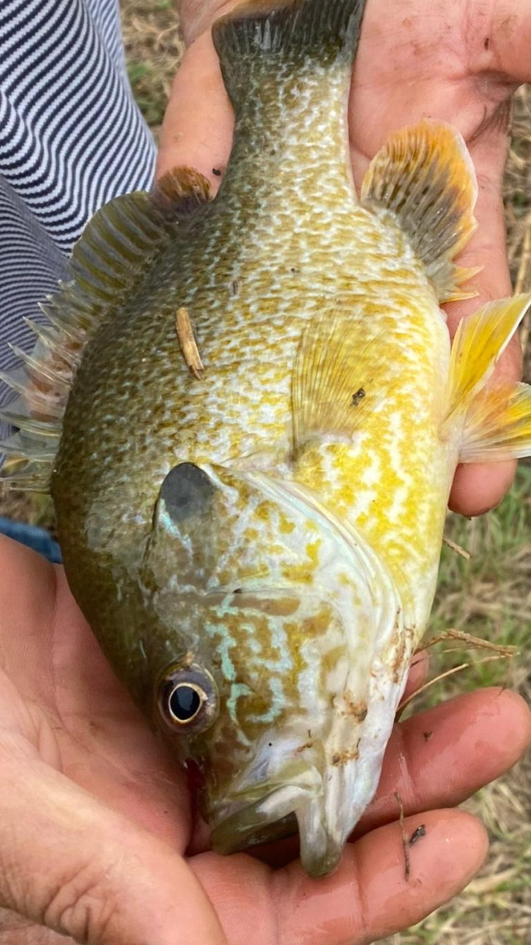 Hybrid bream sunfish freshwater pond fish