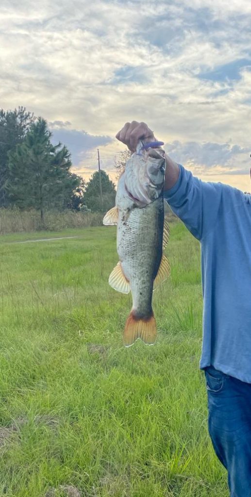 Largemouth bass used for pond stocking in the Southeast