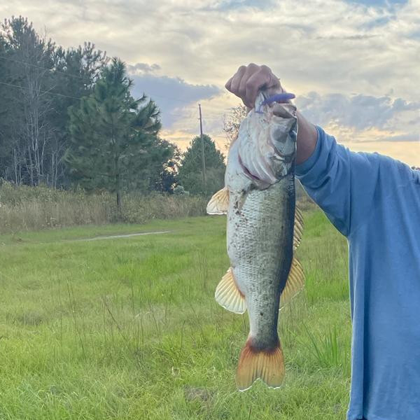Largemouth bass fish fresh out of a pond