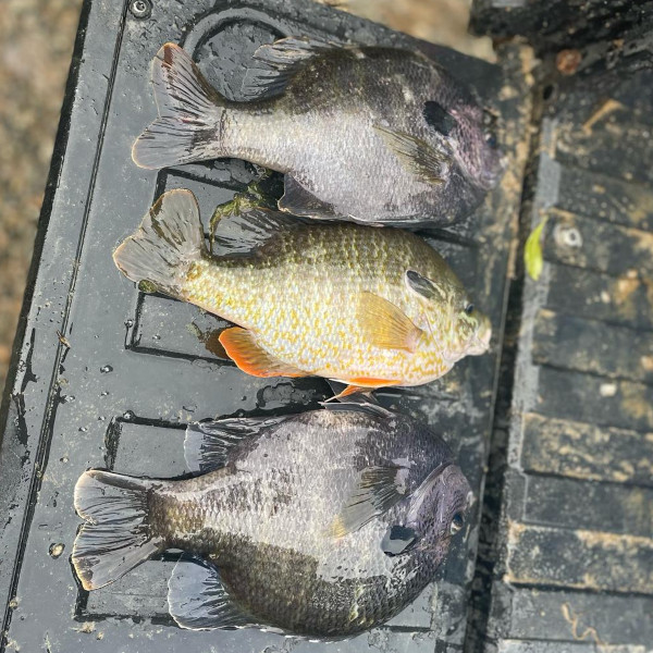 multiple fish available for pond stocking