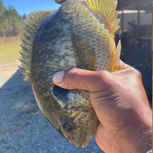 shellcracker fish pond stocking