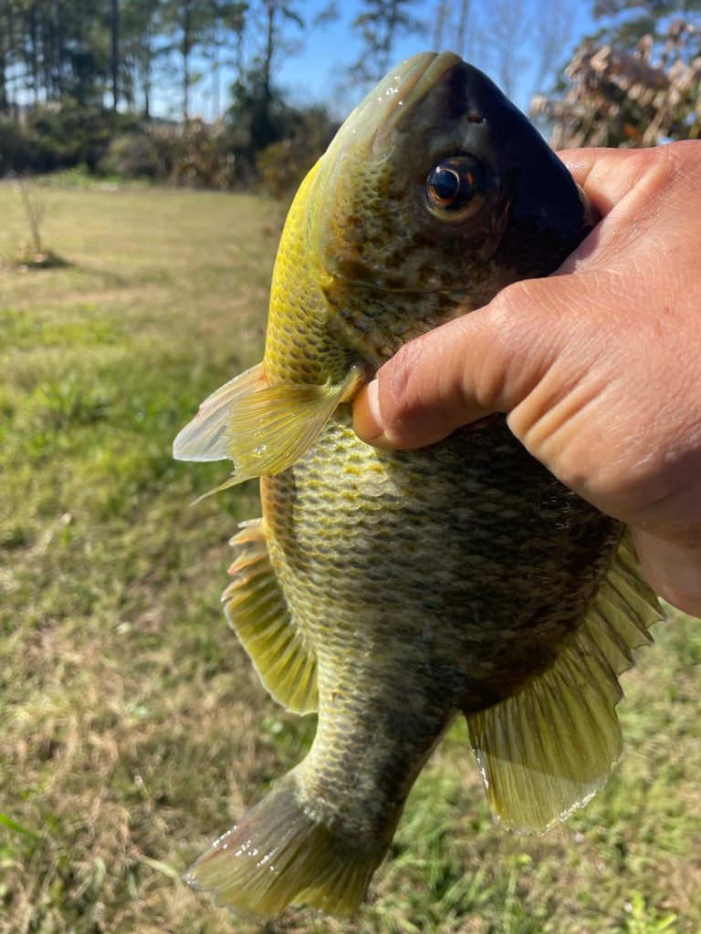 Shellcracker redear sunfish used for pond stocking