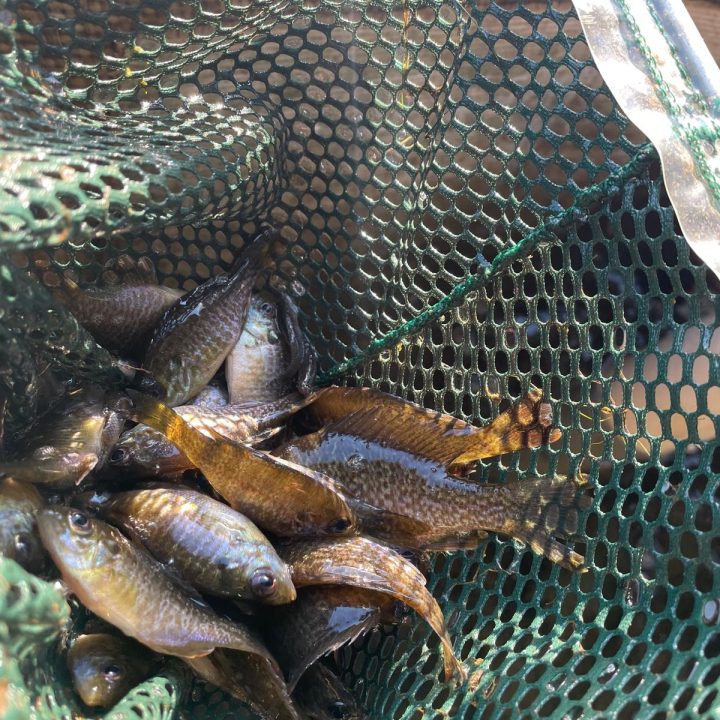 fish pond stocking net