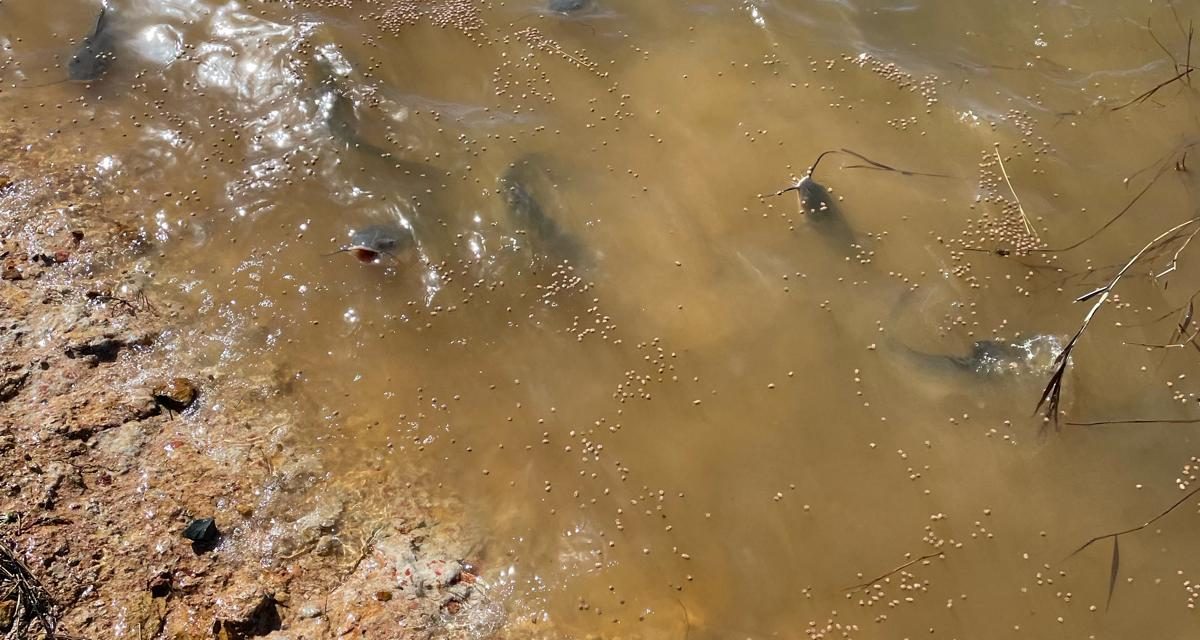 Channel catfish used for pond stocking in the Southeast