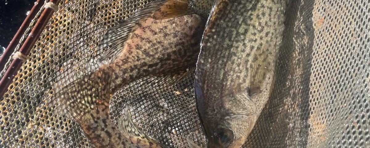 Crappie freshwater fish used for pond stocking