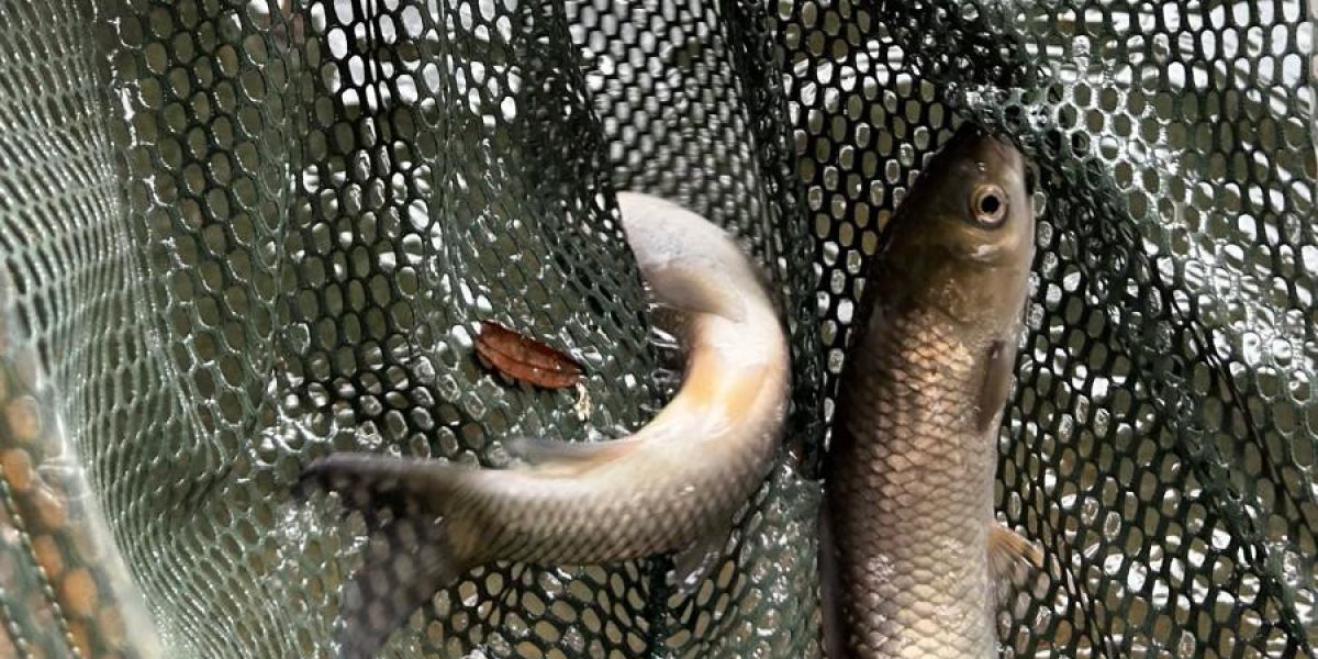 Grass carp freshwater fish fingerling used for pond vegetation control