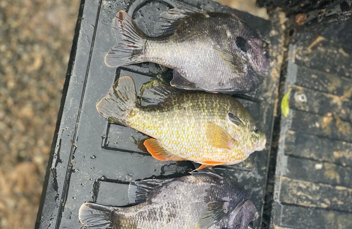 Freshwater fish species used for pond stocking in the Southeast